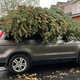 Photo of tree on car